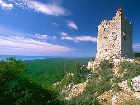 Giannella *